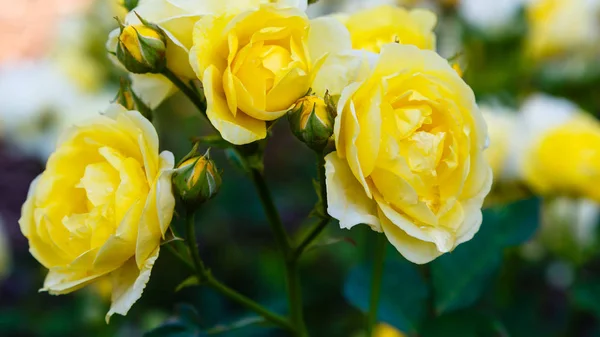 Schöne Und Farbenfrohe Rosen Blühen — Stockfoto