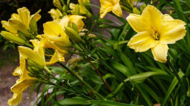 Hemerokali, çiçek açan sarı zambaklar, doğa arka planı. 
