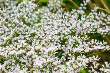 Goniolimon tataricum veya Alman statisi veya tatarya deniz lavantası bitkisi