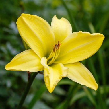 Hemerocallis, güzel sarı zambak çiçeği