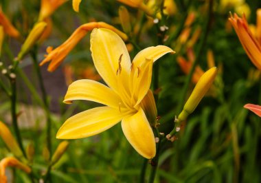 Hemerocallis, güzel sarı zambak çiçeği