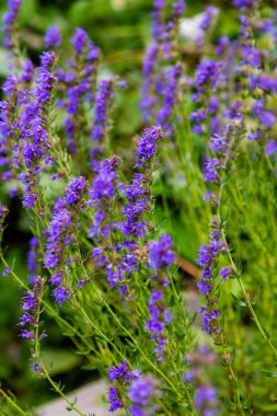 Hyssopus officinalis 'in çiçek açan kırıcı bitkileri, yakın çekim görüntüsü