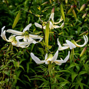 Bahçede yetişen Lilium Latgale bitkilerinin çiçekleri.