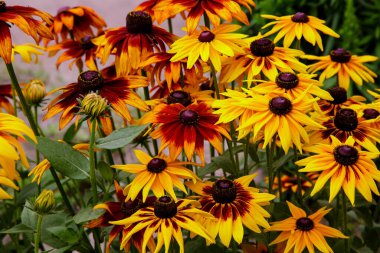 Turuncu ve sarı bahçeli papatyalar. Manzara tasarımında Rudbecia. Parlak çiçek arkaplanı.