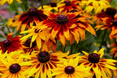 Turuncu ve sarı bahçeli papatyalar. Manzara tasarımında Rudbecia. Parlak çiçek arkaplanı.