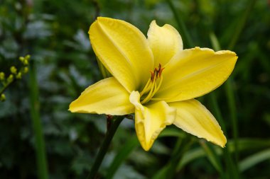 Hemerocallis, güzel sarı zambak çiçeği