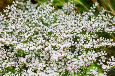 Goniolimon tataricum veya Alman statisi veya tatarya deniz lavantası bitkisi