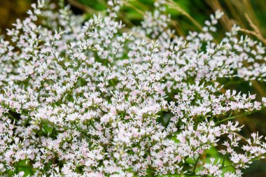 Goniolimon tataricum veya Alman statisi veya tatarya deniz lavantası bitkisi