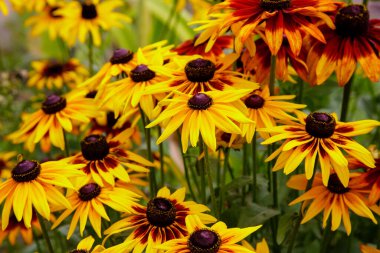 Turuncu ve sarı bahçeli papatyalar. Manzara tasarımında Rudbecia. Parlak çiçek arkaplanı.