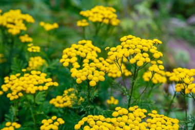 Tanacetum vulgare in natural background. Common Tansy yellow flowers  clipart