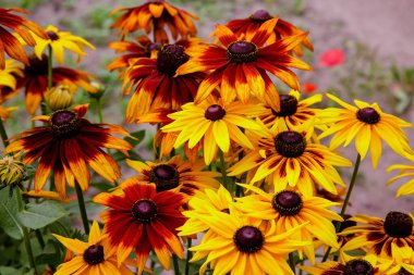 Turuncu ve sarı bahçeli papatyalar. Manzara tasarımında Rudbecia. Parlak çiçek arkaplanı.