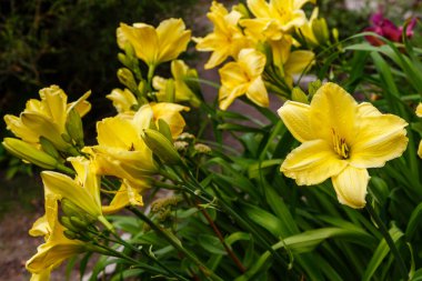 Hemerokali, çiçek açan sarı zambaklar, doğa arka planı. 
