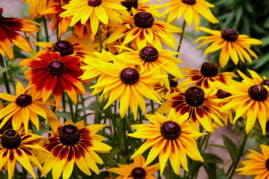 Turuncu ve sarı bahçeli papatyalar. Manzara tasarımında Rudbecia. Parlak çiçek arkaplanı.