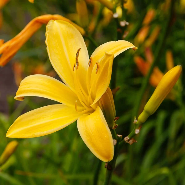 Hemerocallis, güzel sarı zambak çiçeği