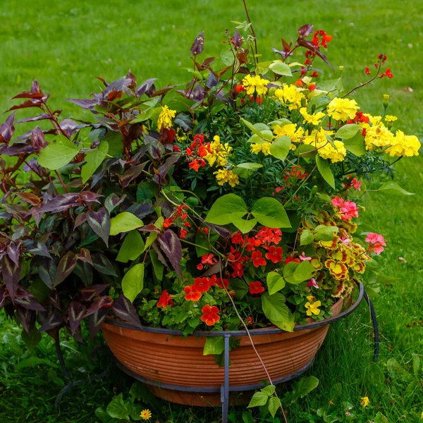 Tencerede Büyüyen Renkli Çiçekler Bitkiler Yakın Çekim Görüntüsü — Stok fotoğraf