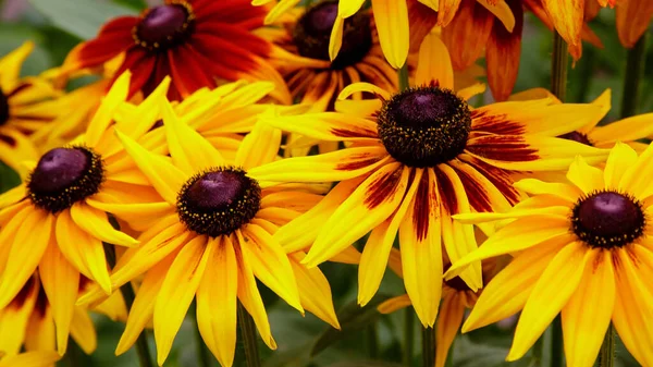 Naranja Amarillo Jardines Margaritas Flores Rudbecia Diseño Paisajístico Fondo Floral — Foto de Stock