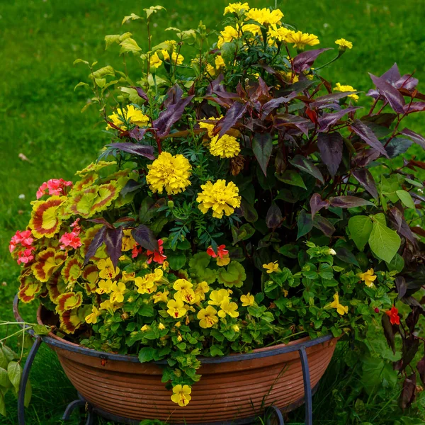 Colorful Flowers Plants Growing Pot Closeup View — Stock Photo, Image