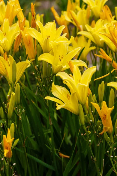 Hemerocallis Ανθισμένα Κίτρινα Λουλούδια Κρίνα Φόντο Της Φύσης — Φωτογραφία Αρχείου