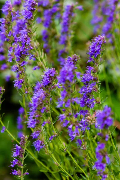 Floración Plantas Purpúreas Hyssopus Officinalis Vista Cerca —  Fotos de Stock