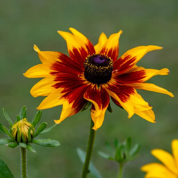 Rudbeckia Virág Nyári Kertben Közelkép — Stock Fotó