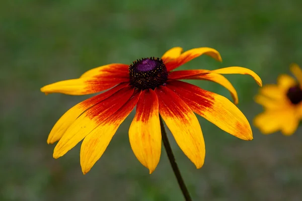 Rudbeckia Flor Jardín Verano Vista Cerca — Foto de Stock