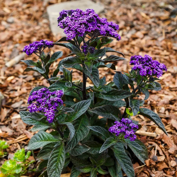 Heliotropium Arborescens Scentropia Heliotropo Jardín Heliotropio Floreciendo Jardín — Foto de Stock