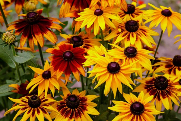 Naranja Amarillo Jardines Margaritas Flores Rudbecia Diseño Paisajístico Fondo Floral — Foto de Stock