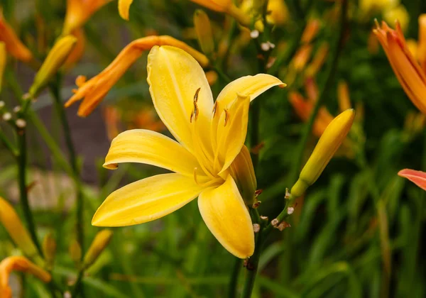 Αιμοκάλης Όμορφο Ανθισμένο Κίτρινο Λουλούδι Κρίνου — Φωτογραφία Αρχείου