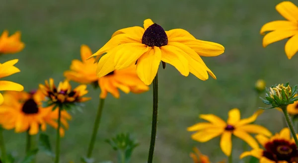 Rudbeckia Flor Jardín Verano Vista Cerca — Foto de Stock