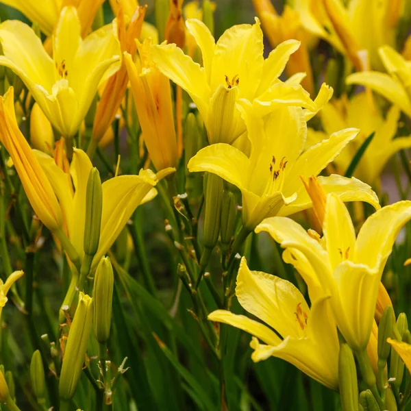 ヘメロカリス 黄色のユリの花 自然背景 — ストック写真