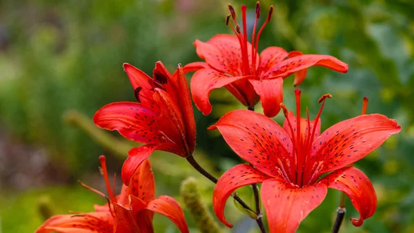 Червоні Квіти Лілії Сортують Полімію Саду Фоні Природи — стокове фото