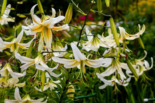 庭で成長するLilium Latgale植物の花を咲かせます — ストック写真