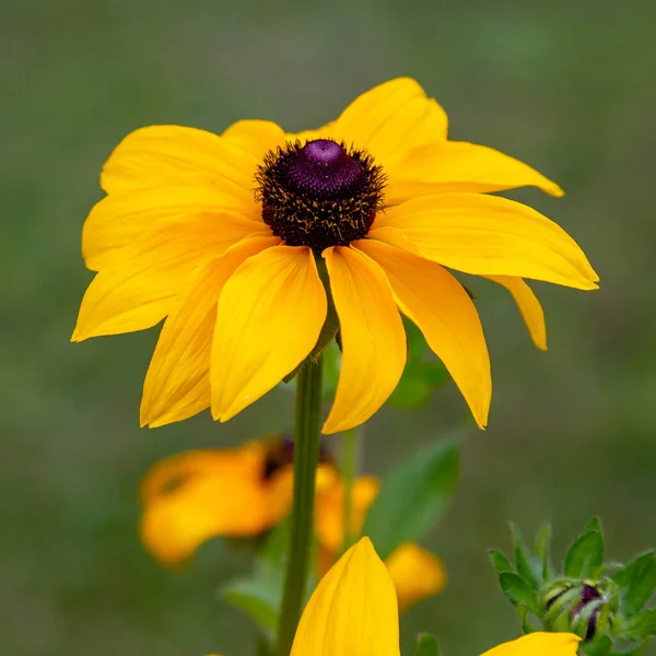 Rudbeckia Flor Jardín Verano Vista Cerca — Foto de Stock