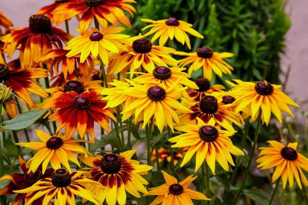 Laranja Amarelo Jardins Margaridas Flores Rudbecia Paisagismo Fundo Floral Brilhante — Fotografia de Stock