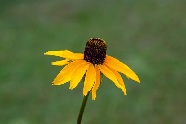 Rudbeckia Flor Jardín Verano Vista Cerca — Foto de Stock