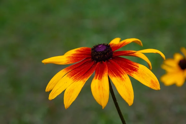 Rudbeckia Flor Jardín Verano Vista Cerca — Foto de Stock