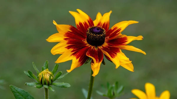 Rudbeckia Flor Jardín Verano Vista Cerca — Foto de Stock