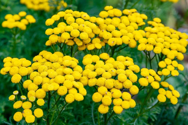 Tanasetum vulgare doğal arka planda. Tansy sarı çiçekleri 