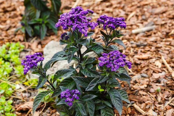 Heliotropium Arborescens Scentropia