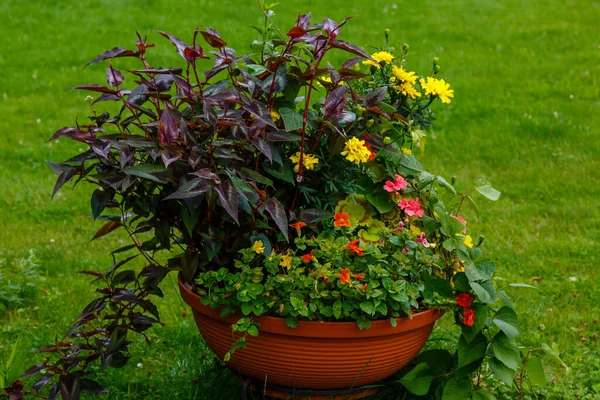 Colorful Flowers Plants Growing Pot Closeup View — Stock Photo, Image