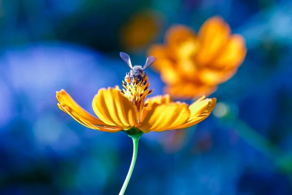 Sarı çiçekli arı yakın plan görüntüsü. Renkli mavi arkaplan