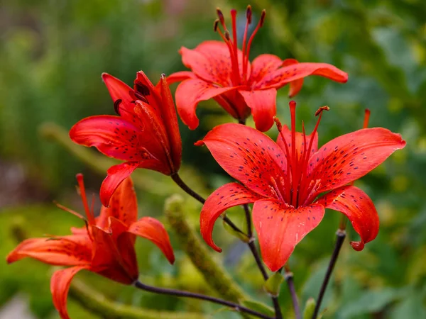 Red Lillium Flowers Sort Polymja Garden Nature Background — Stock Photo, Image