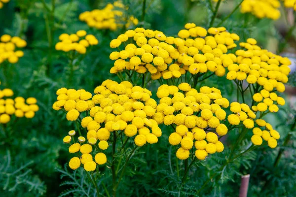 Tanacetum Vulgare Naturalnym Tle Wspólne Tansy Żółte Kwiaty — Zdjęcie stockowe