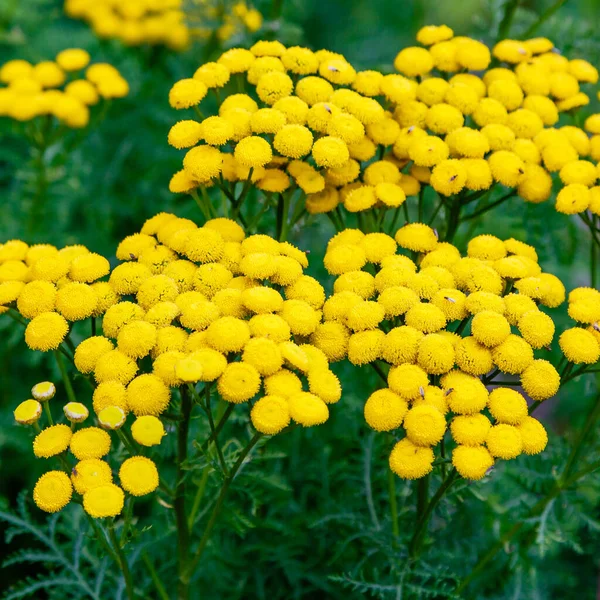 Tanacetum Vulgare Naturalnym Tle Wspólne Tansy Żółte Kwiaty — Zdjęcie stockowe