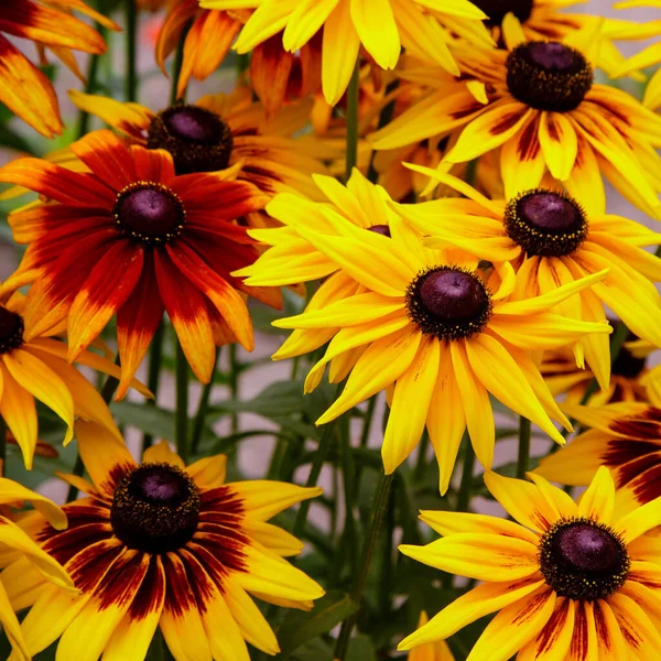 Naranja Amarillo Jardines Margaritas Flores Rudbecia Diseño Paisajístico Fondo Floral — Foto de Stock