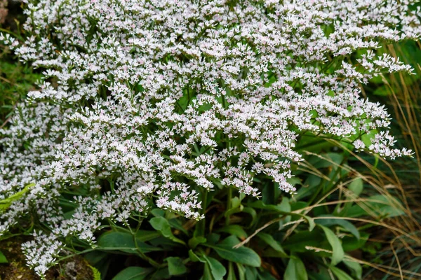 Goniolimon Tataricum Nebo Německá Statika Nebo Tatarská Statika Nebo Tatarská — Stock fotografie