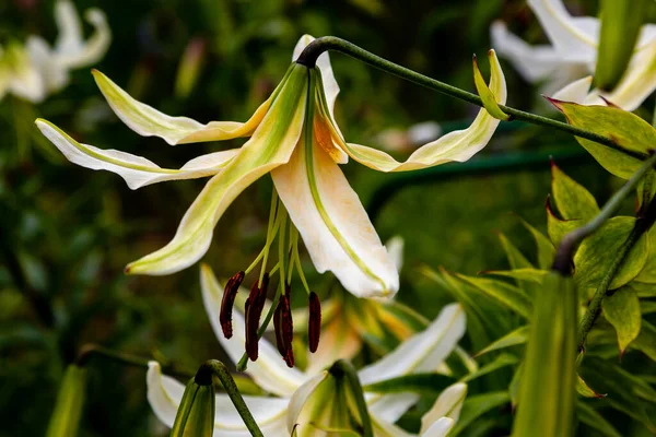 庭で成長するLilium Latgale植物の花を咲かせます — ストック写真