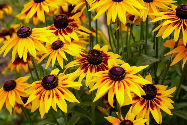 Naranja Amarillo Jardines Margaritas Flores Rudbecia Diseño Paisajístico Fondo Floral — Foto de Stock