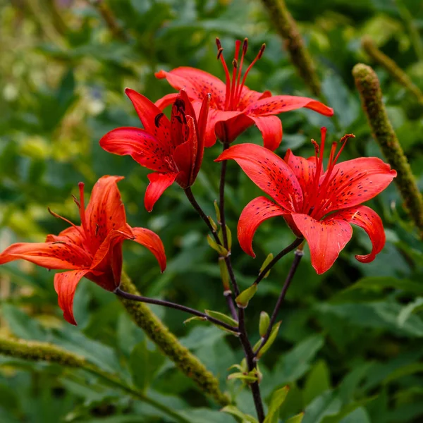 庭の赤いユリの花ソートPolymja 自然背景 — ストック写真