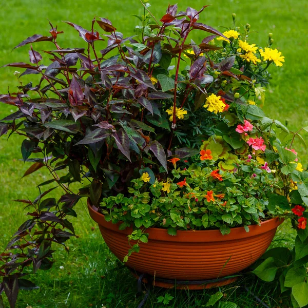 Colorful Flowers Plants Growing Pot Closeup View — Stock Photo, Image